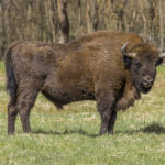 Европейский зубр (Bison bonasus) в Беловежской пуще