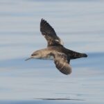 Балеарский буревестник (Puffinus mauretanicus) в полёте над Средиземным морем