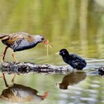 Водяной петушок — самый мелкий представитель водоплавающих птиц Приазовья.